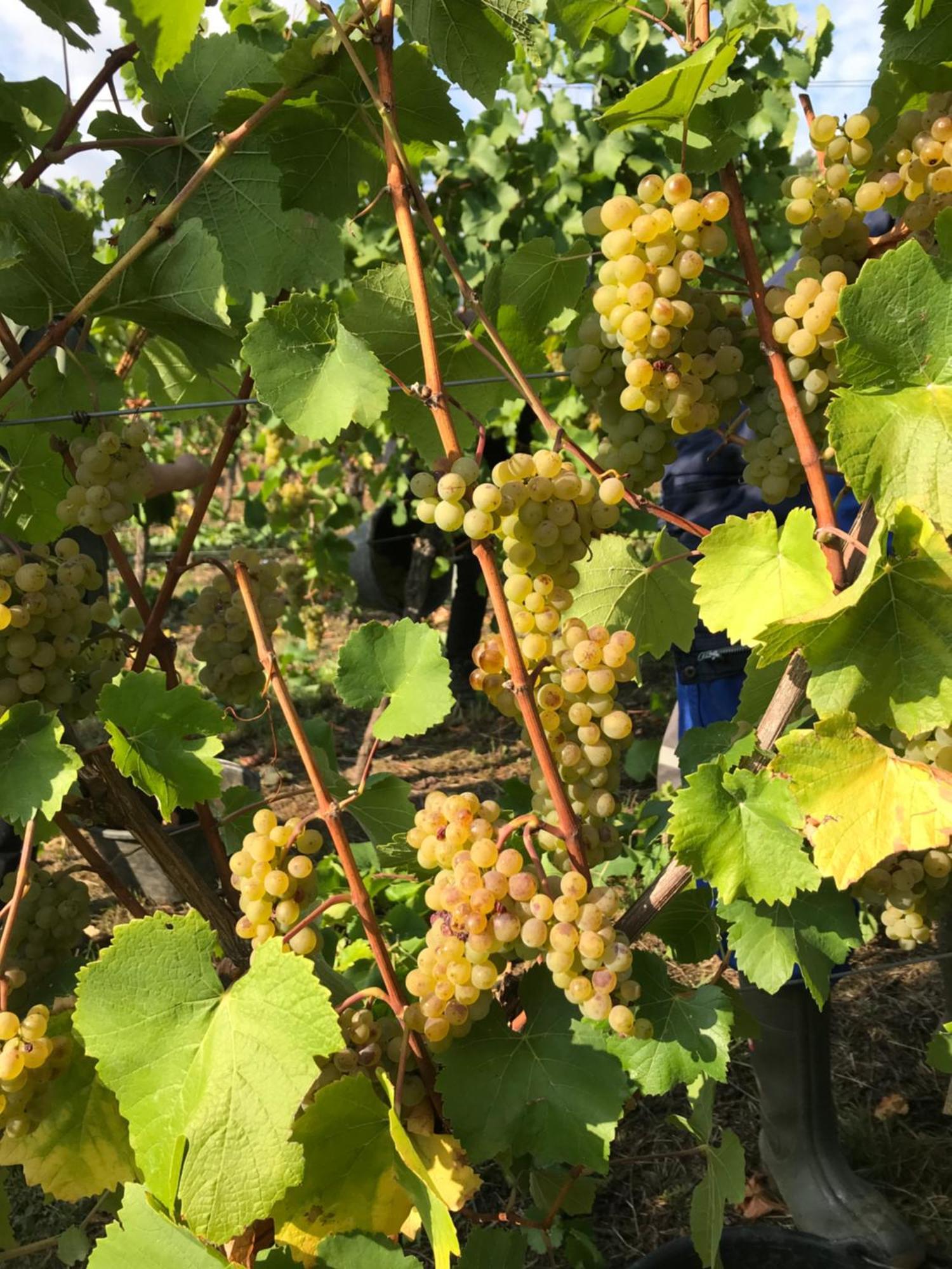 Gaestehaus Und Weingut Bernd Frieden Nittel Esterno foto