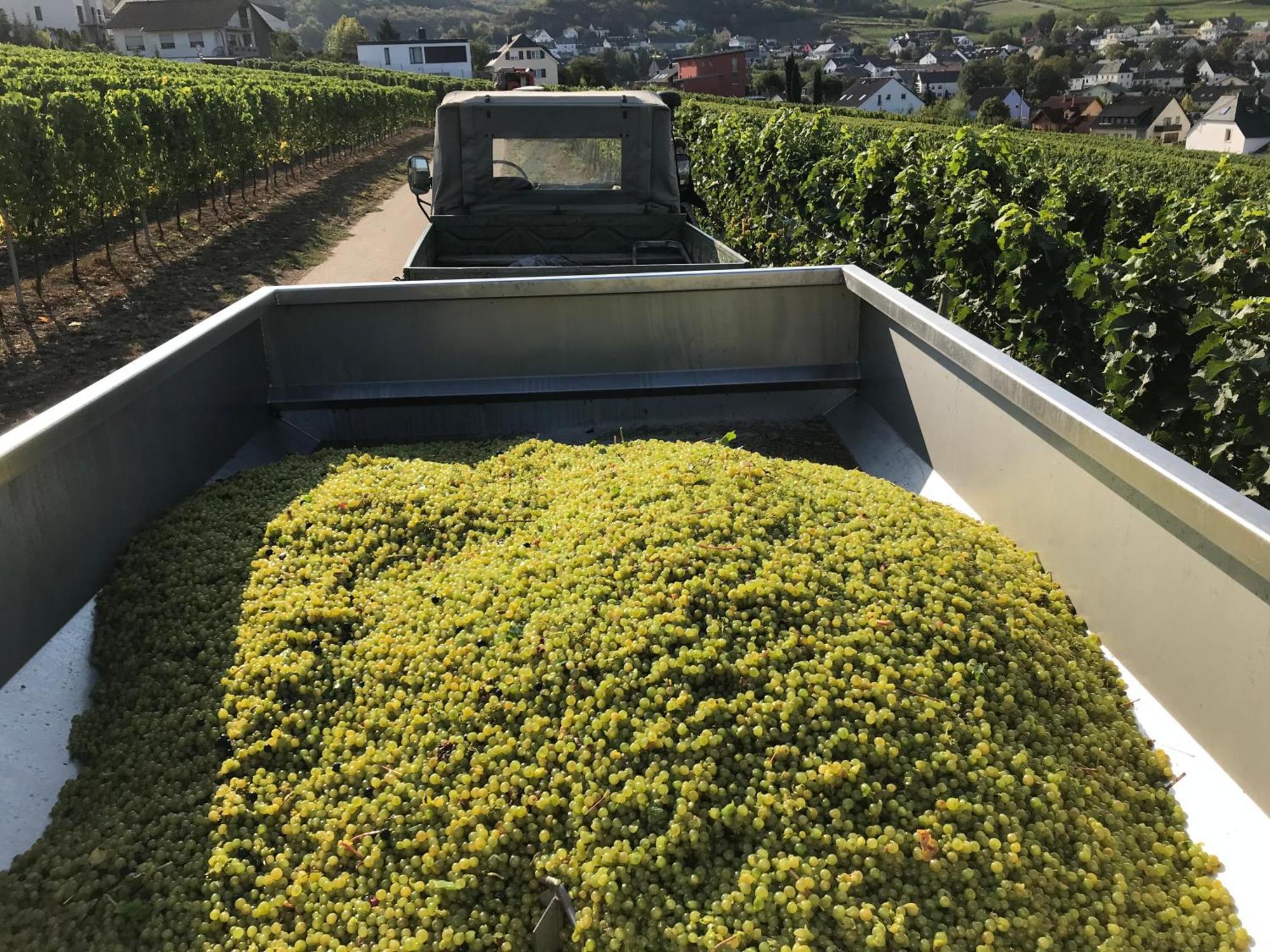 Gaestehaus Und Weingut Bernd Frieden Nittel Esterno foto