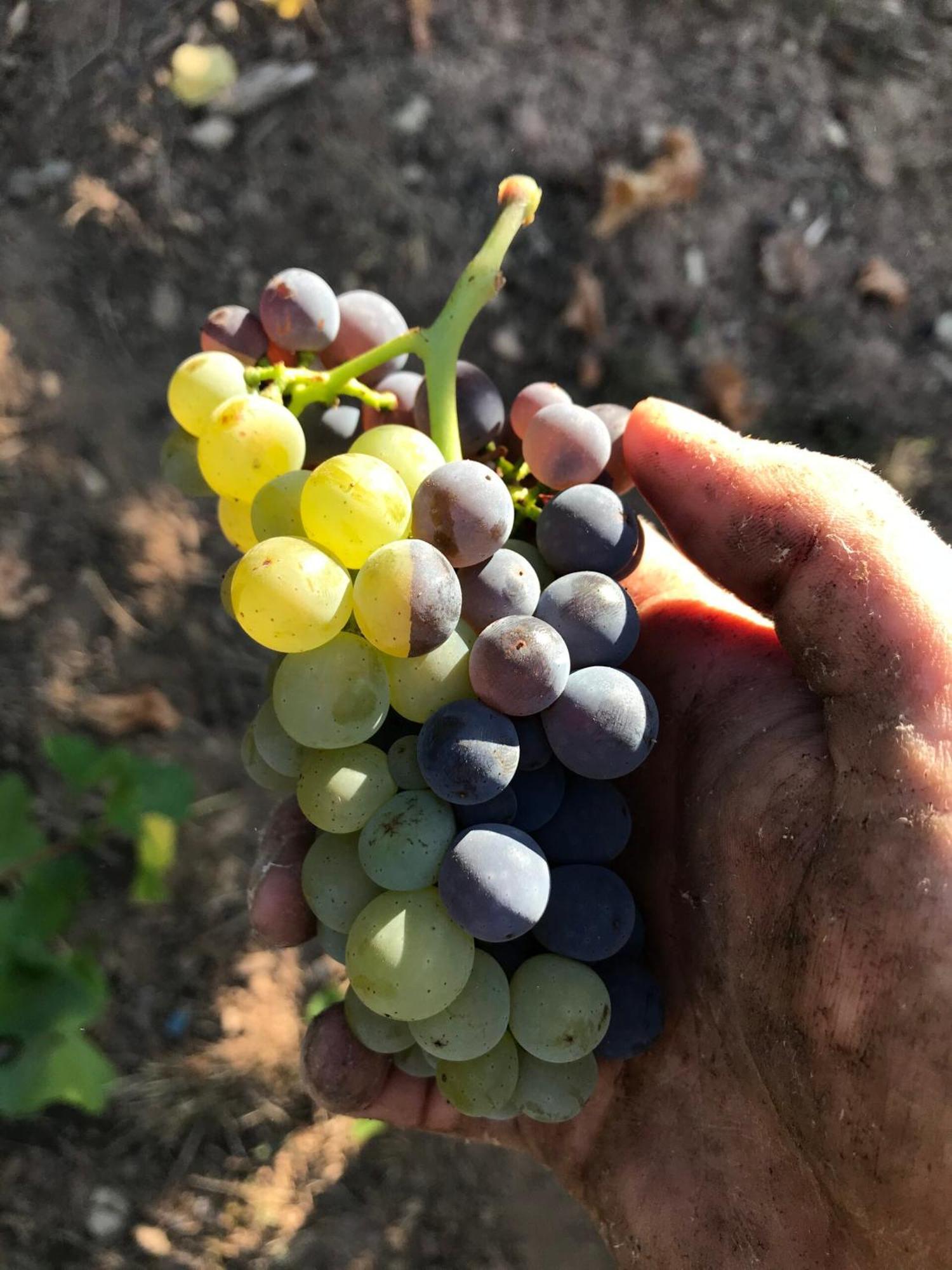 Gaestehaus Und Weingut Bernd Frieden Nittel Esterno foto