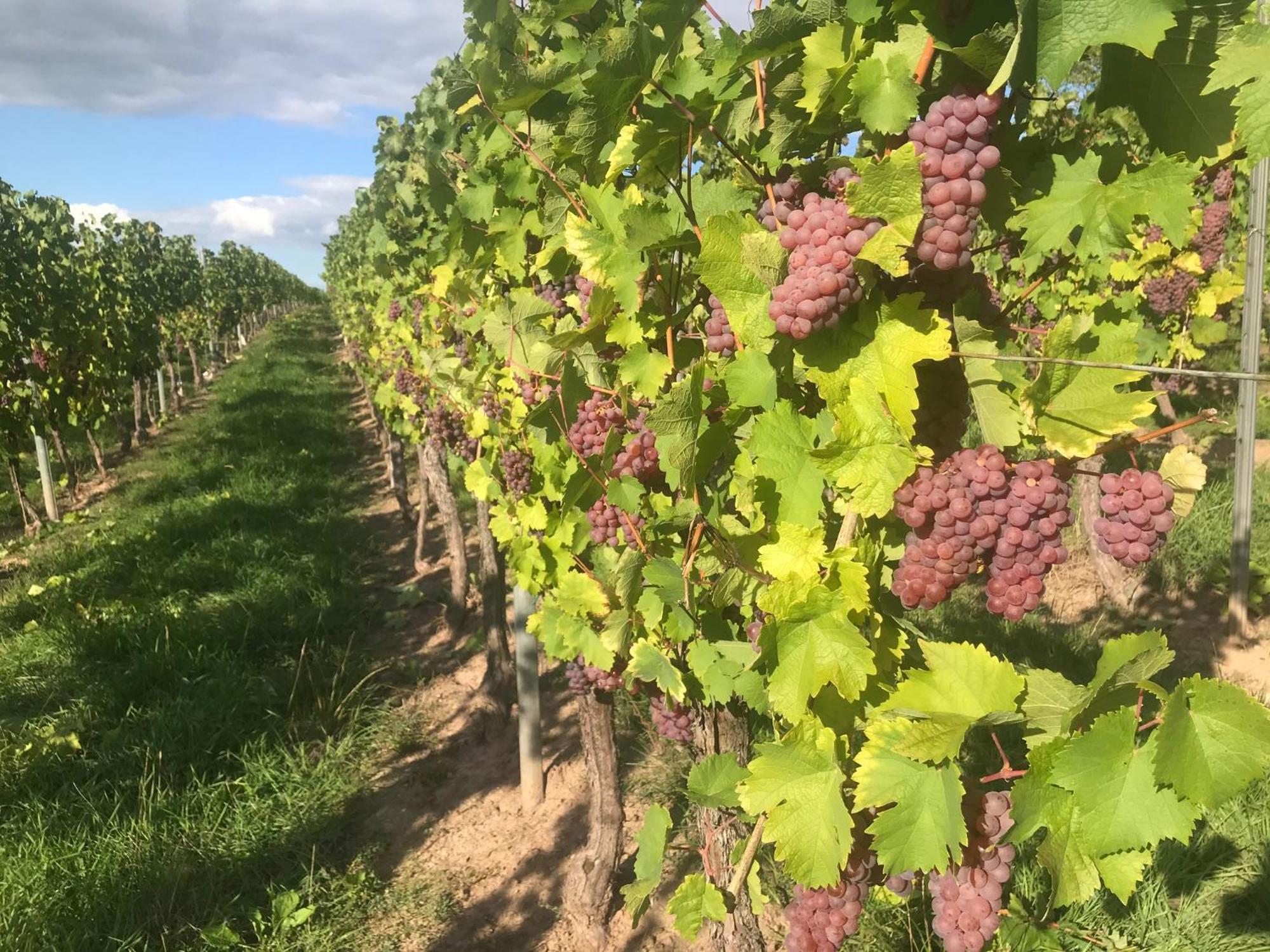 Gaestehaus Und Weingut Bernd Frieden Nittel Esterno foto