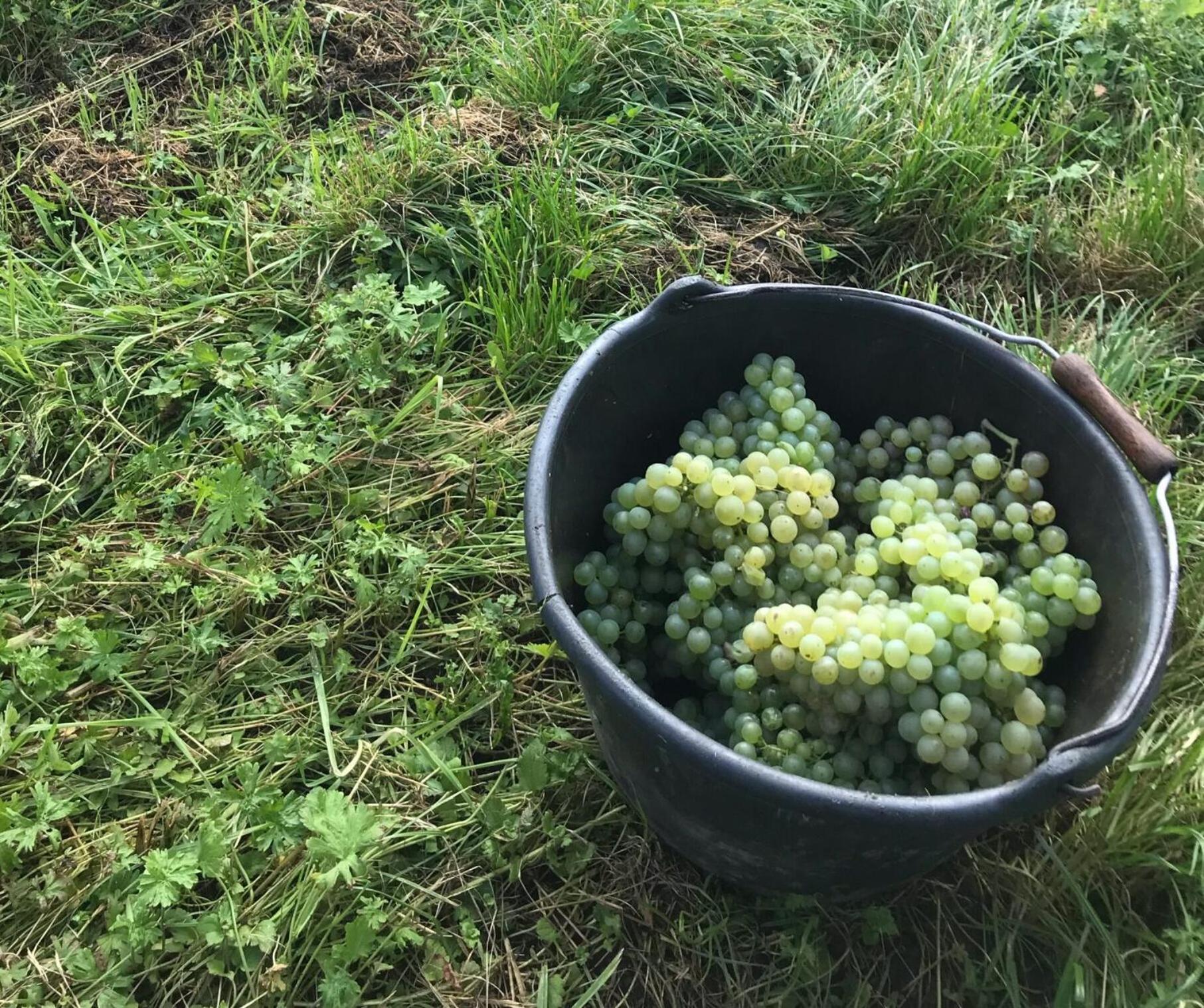 Gaestehaus Und Weingut Bernd Frieden Nittel Esterno foto